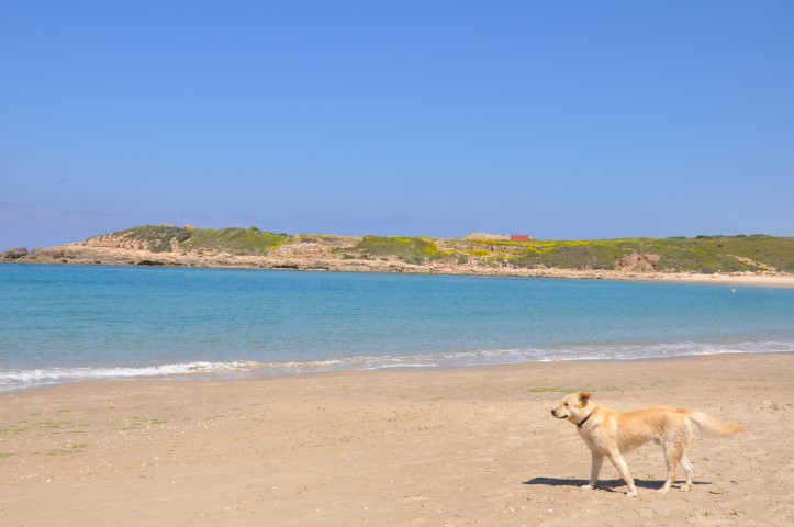 קמפינג על חוף דור הבונים בשקיעה