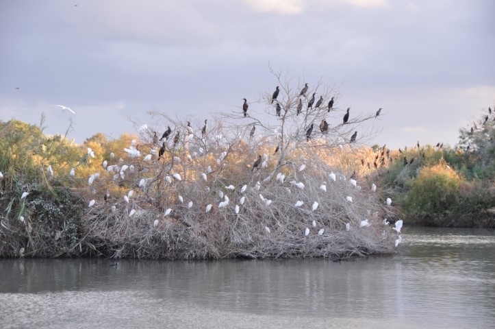 אנפות וקורמורנים בשמורת עין אפק    צילום: רונית סבירסקי