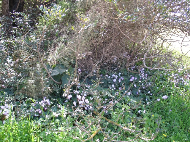 פריחות חורף ביער חדרה בעונת הפריחה