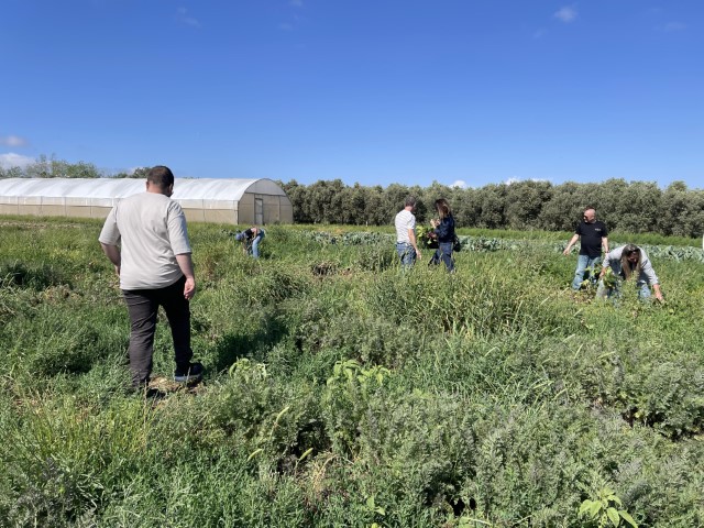קטיף ירקות בבית לחם הגלילית בעמק יזרעאל