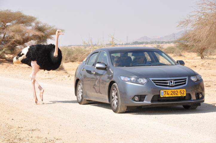 קמפינג בחי-בר יטבתה בלב המדבר