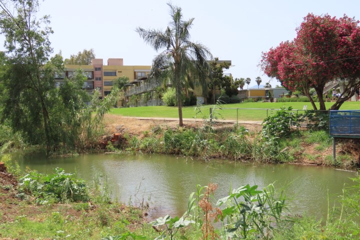 נחל זורם ומעיין צלול בעין נון, בקעת גינוסר, עם מדשאות ופינות מוצלות