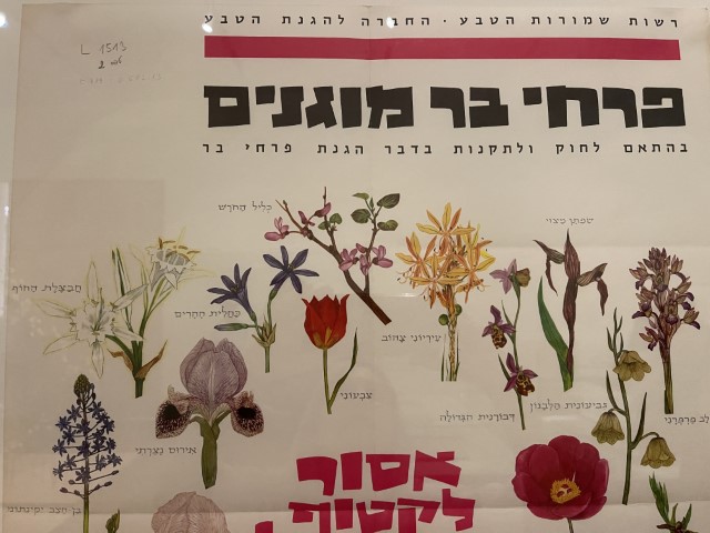 כרזה היסטורית של פרחי הבר המוגנים בישראל, מתוך תערוכת "יש פרחים"