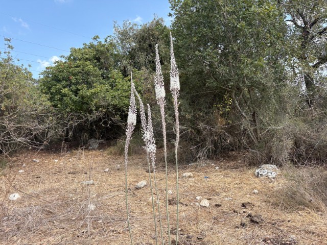 חצבים ראשונים פורחים בשדות כפר גליקסון