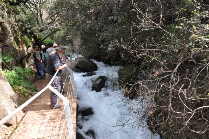 גשר תלוי, שמורת טבע נחל חרמון בניאס