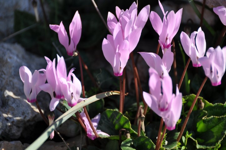 רקפות פורחות ביער בית קשת בגליל התחתון