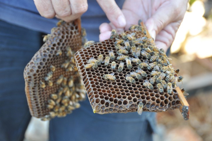 פעילויות במכוורות דבש ברחבי הארץ