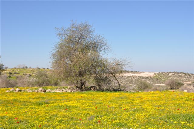 פארק עדולם ופריחות האביב