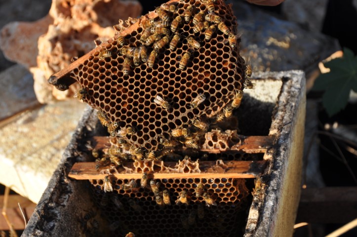 ביקור במכוורת דבש      צילום: רונית סבירסקי