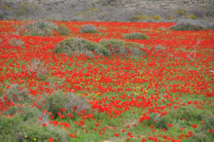 פריחת הכלניות ביער שוקדה, צפון הנגב