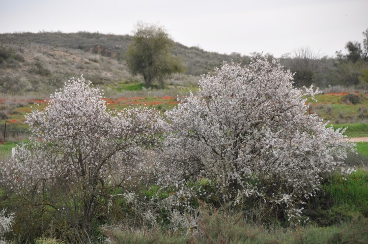 שקדיות פורחות לצד ערוץ נחל שקמה