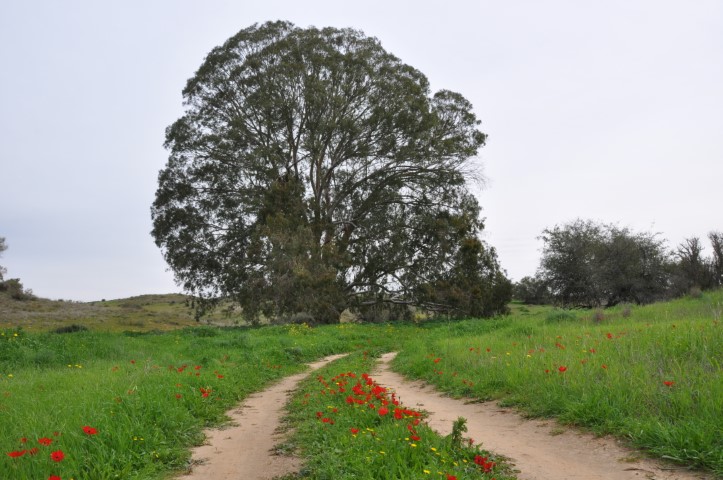עץ איקליפטוס גדול לצד נחל שקמה בצפון הנגב