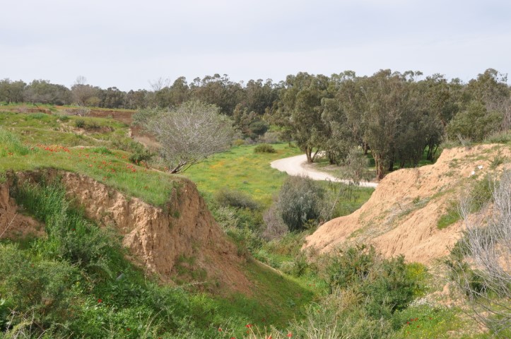 תחילת הפריחה על בתרונות בארי, בצפון הנגב