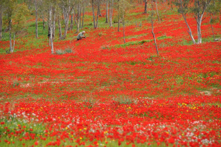 פריחת כלניות אדומות על בתרונות רוחמה