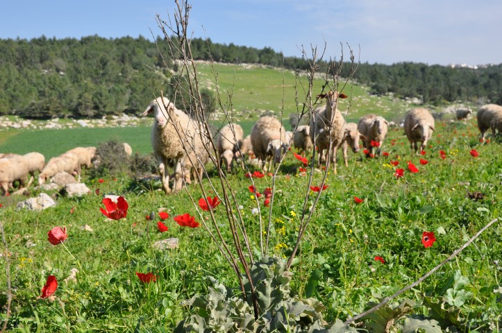 עדר כבשים וכלניות פורחות לאורך דרך נוף קריית אתא