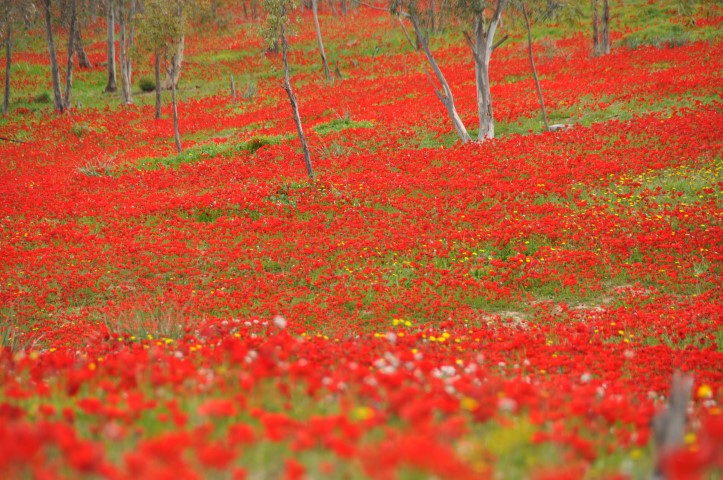 מרבדי כלניות בבתרונות רוחמה בצפון הנגב