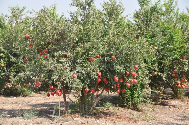 בוסתני פרי ארץ ישראלי לצד נחל דישון   צילום: רונית סבירסקי / Ronit Svirsky