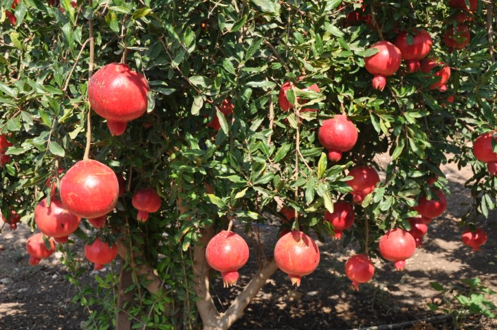קטיף עצמי של רימונים   צילום: רונית סבירסקי