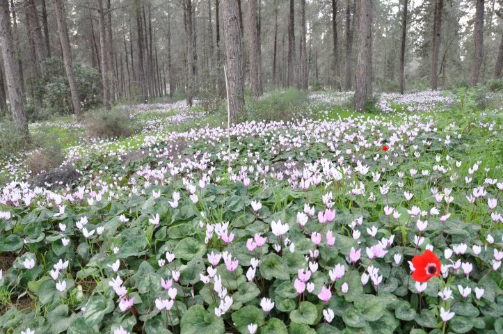 שביל הרקפות במגדל העמק בעונת הפריחה