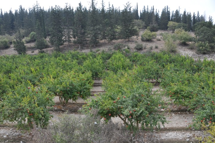 מטעים ויערות לאורך נחל ציפורי