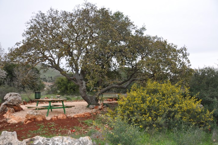 שולחנות פיקניק מסודרים בין העצים בדרך נוף הרי נפתלי