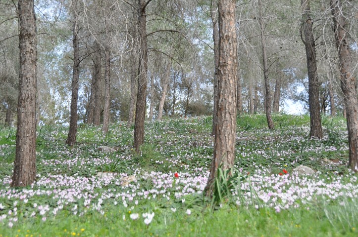 רקפות פורחות בין עצי האורן ביער בלפור