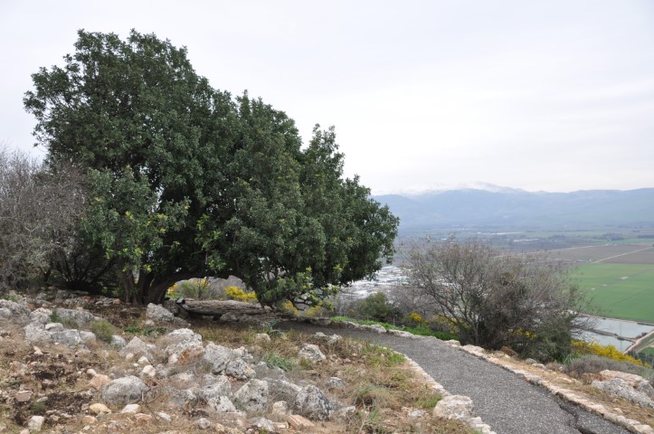 עץ החרוב הענק בדרך נוף הרי נפתלי