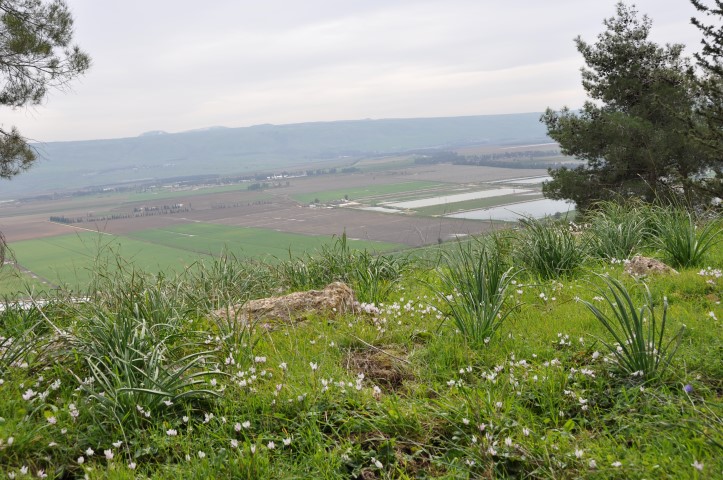 פריחת כלניות אדומות ורקפות בטבע
