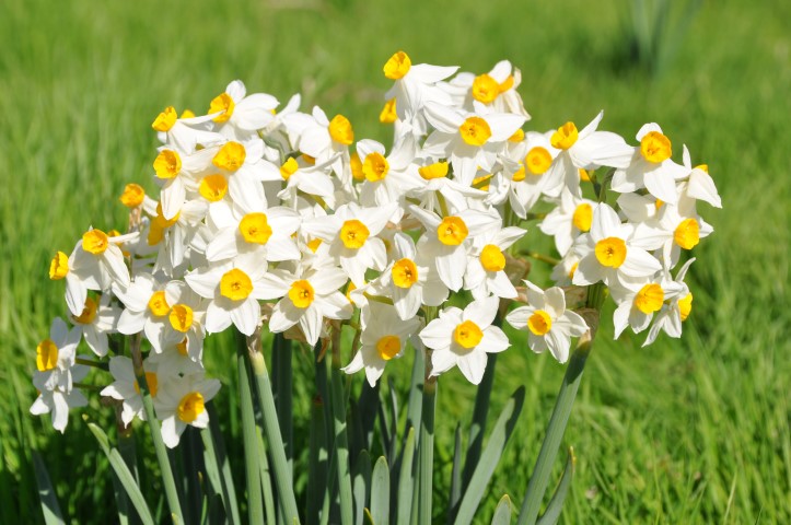 נרקיסים באחו נוב&nbsp; &nbsp; &nbsp;צילום: רונית סבירסקי