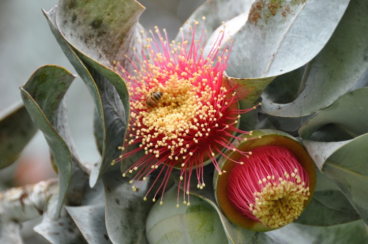 פריחת אקליפטוס ביער האילנות