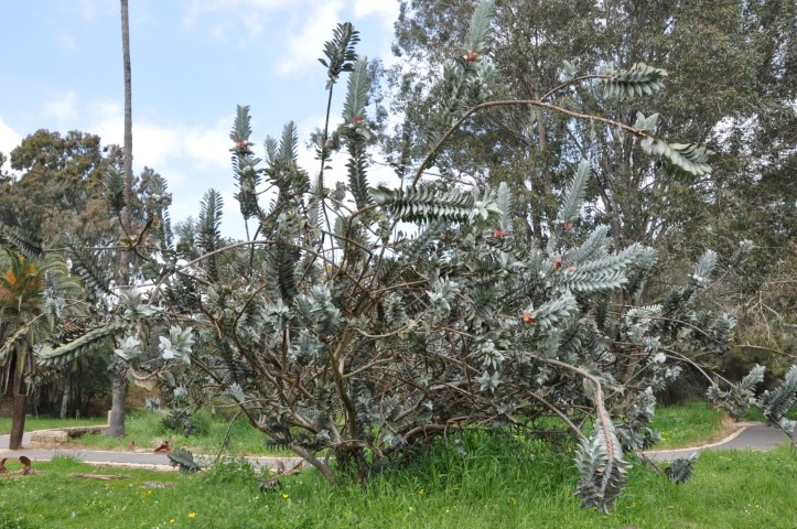עצים מכל העולם בגן בוטני אילנות , קדימה    צילום: רונית סבירסקי