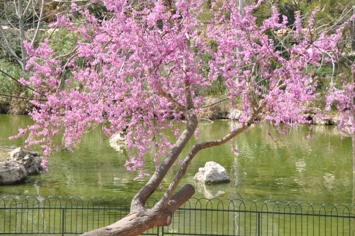פריחת הדובדבן, הגן הבוטני ירושלים
