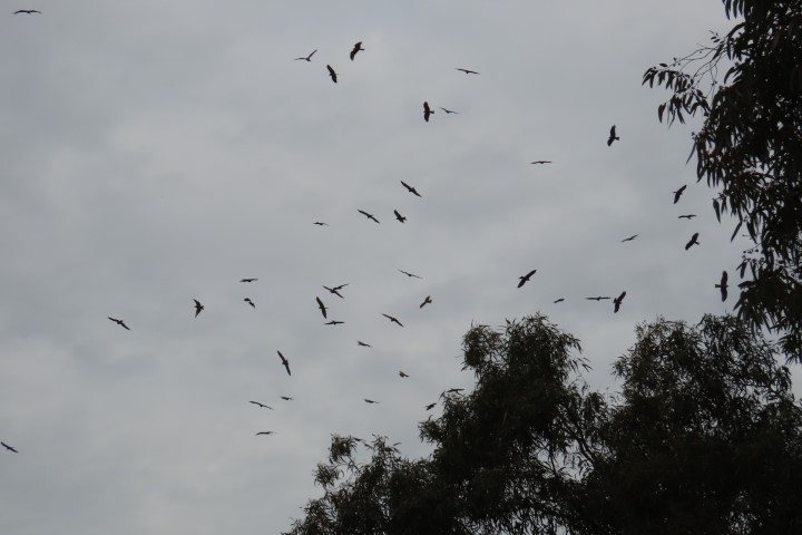דיות שחורות חגות מעל פארק שרשרת נחל גרר
