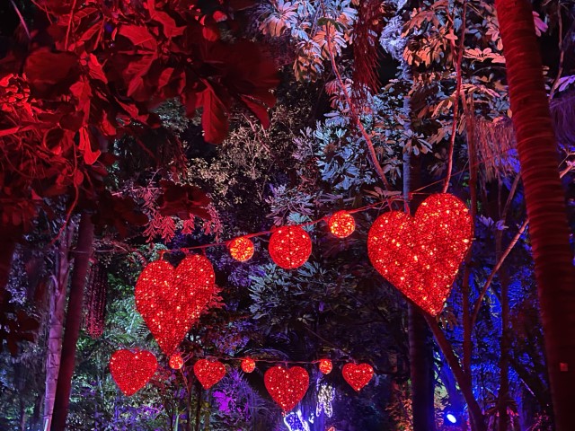 לבבות אדומים מוארים תלויים על העצים בפסטיבל LUMAGICA