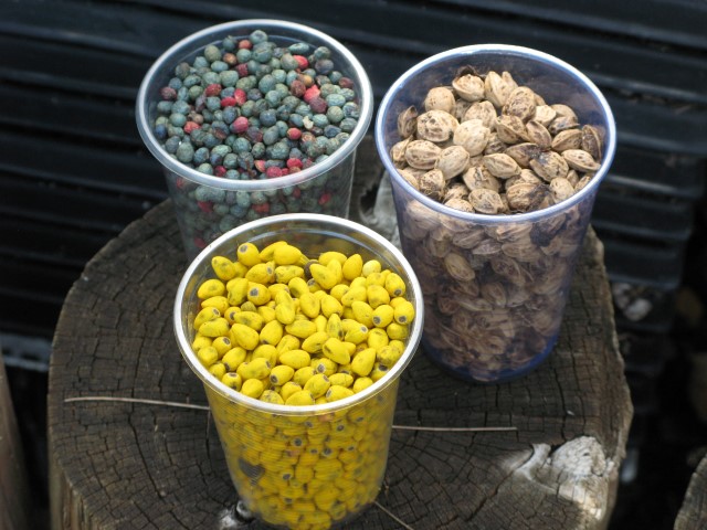 זרעים של עצים שונים     צילום: רונית סבירסקי