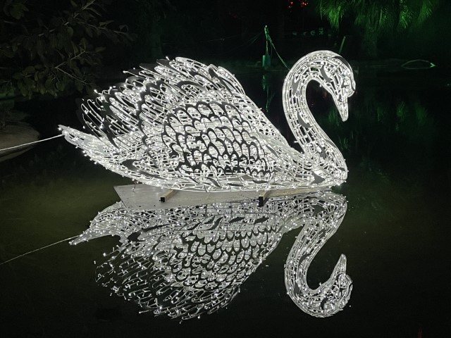 ברבור מואר הצף על פני אגם הברבורים