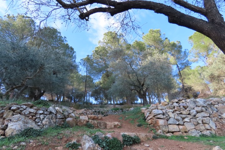 שביל חקלאות הבעל בסטף בעונת החורף