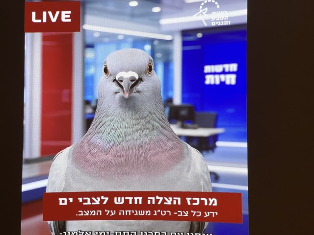 הקרנת סרטון הסברה באודיטוריום מרכז הצלת צבי הים
