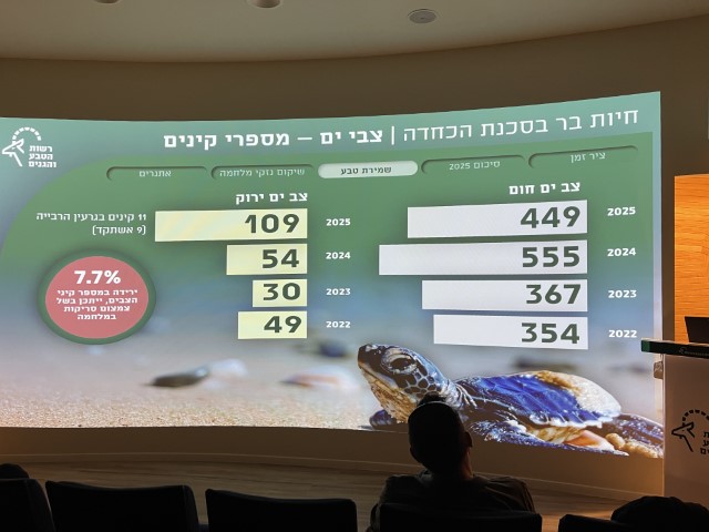 נתוני הצלה ושיקום של צבי ים בישראל