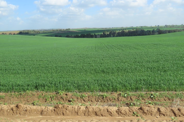 מרחבים ירוקים וגידולי שדה בצפון הנגב המזרחי בחורף