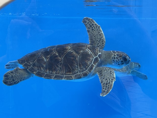 צבי ים במרכז ההצלה במכמורת