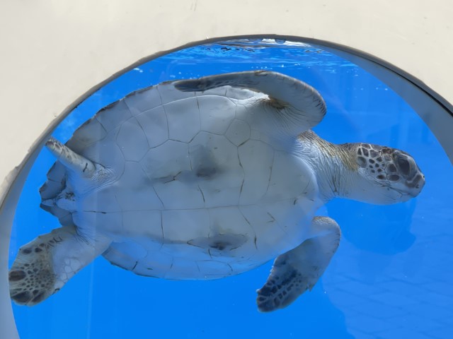 צב ים ירוק שוחה בבריכת שיקום גדולה