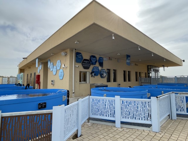 מיכלי טיפול ושיקום לצבי ים פצועים