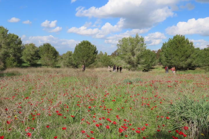 פריחת כלניות אדומות ביער ניר משה בצפון הנגב