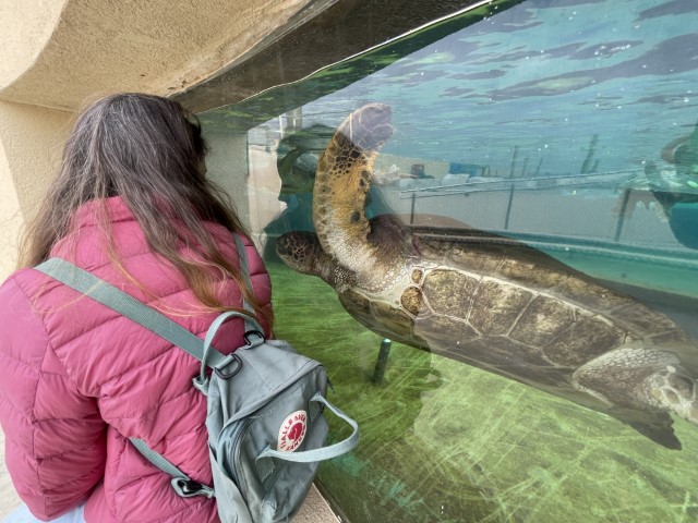 מבקרים צופים בצבי ים דרך קיר זכוכית