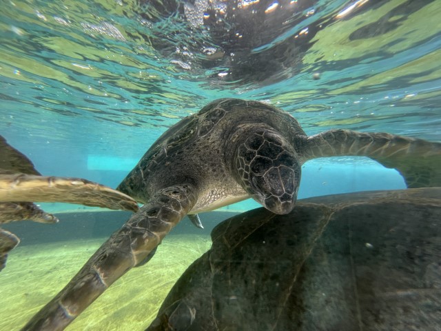 צב ים שוחה מתחת לפני המים