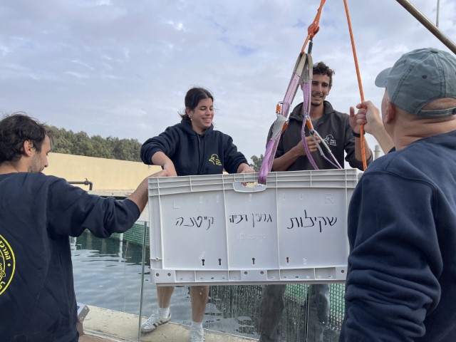 צוות מטפל בצבי ים בגרעין הרבייה
