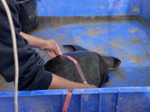 מדידה ושקילה של צבי ים צעירים