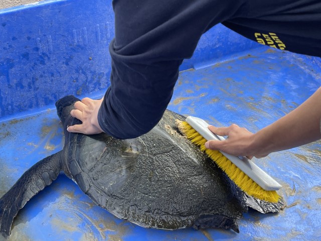 רחיצת צב ים שנפגע מזפת