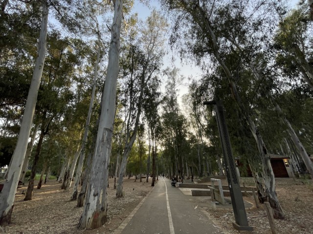חורשת האקליפטוסים ושביל נעמי שמר בפארק הלאומי רמת גן